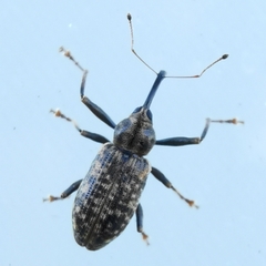 Dorytomus longimanus