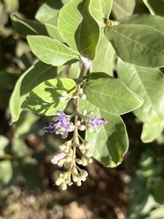 Angiospermae