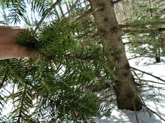 Abies cephalonica