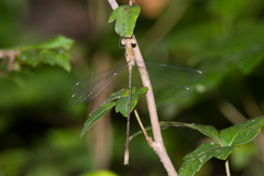 Lestes sigma