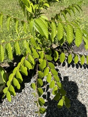 Cananga odorata