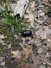 Xyloryctes jamaicensis