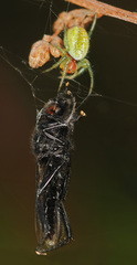 Araniella