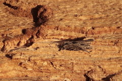 Uleiota planata