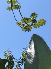 Cecropia obtusifolia
