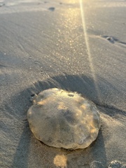 Cnidaria