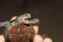 Kinosternon scorpioides