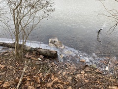 Odocoileus virginianus