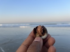 Paguroidea