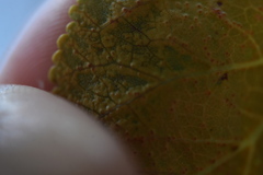 Polystigma deformans