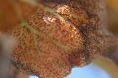 Polystigma deformans