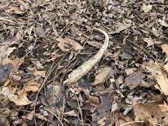 Odocoileus virginianus