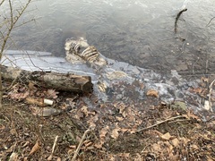 Odocoileus virginianus