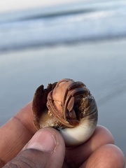 Paguroidea