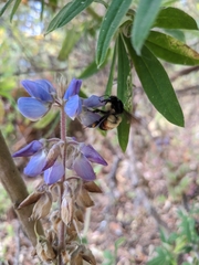 Bombus ephippiatus