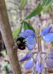 Bombus ephippiatus