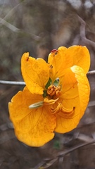 Senna pallida