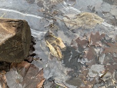 Odocoileus virginianus