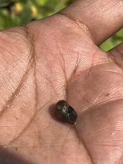 Mollusca