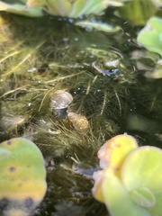 Mollusca