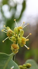 Agonandra racemosa