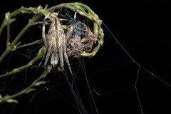 Eustala illicita
