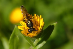 Philanthus