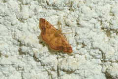 Idaea purpureomarginata