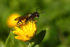 Philanthus