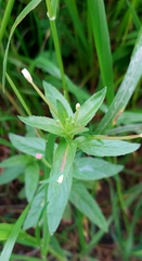 Epilobium tetragonum