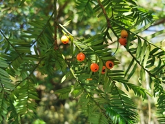 Taxus chinensis