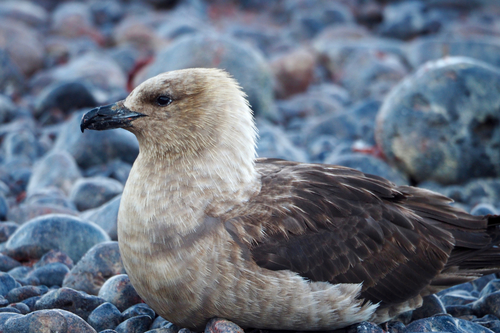 Págalo polar (Stercorarius maccormicki)