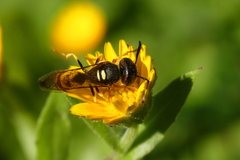 Philanthus