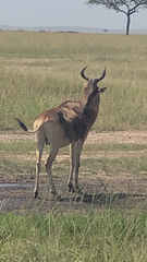 Alcelaphus buselaphus cokii