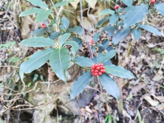 Ardisia