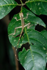 Aphaniotis acutirostris