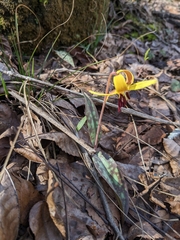 Erythronium