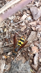 Xanthocampsomeris completa