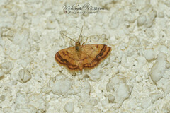 Idaea purpureomarginata