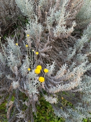 Santolina chamaecyparissus