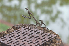 Pseudovates brasiliensis