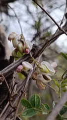 Coursetia glandulosa