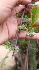 Coursetia glandulosa