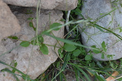 Stellaria apetala