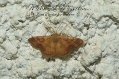 Idaea purpureomarginata