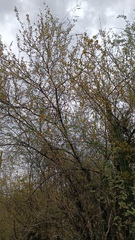 Vachellia farnesiana