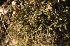 Anomodon viticulosus