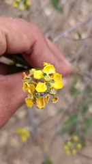 Callaeum macropterum