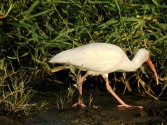 Eudocimus albus