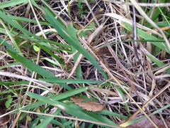 Tripsacum dactyloides